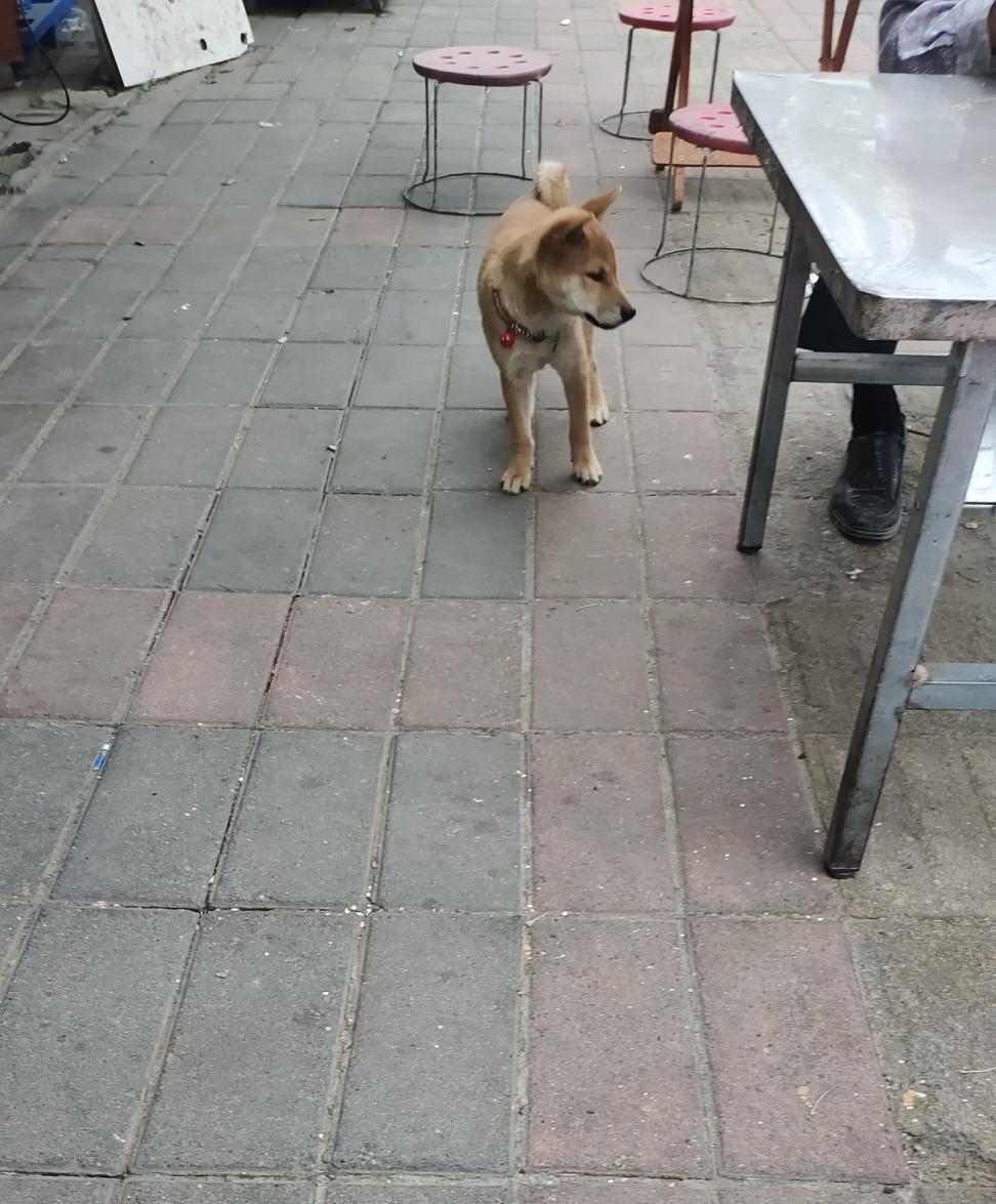 每次去早餐店吃早餐，都看到一条小黄狗。它一点不怕人，随机的嗅嗅客户的脚，就摇摇尾