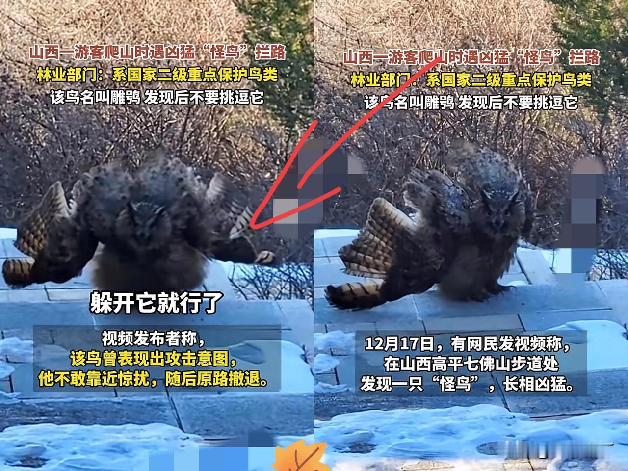 “原来杨过的雕是真的！”山西，一男子去爬山，结果走步梯时突然发现前面有一只怪鸟，