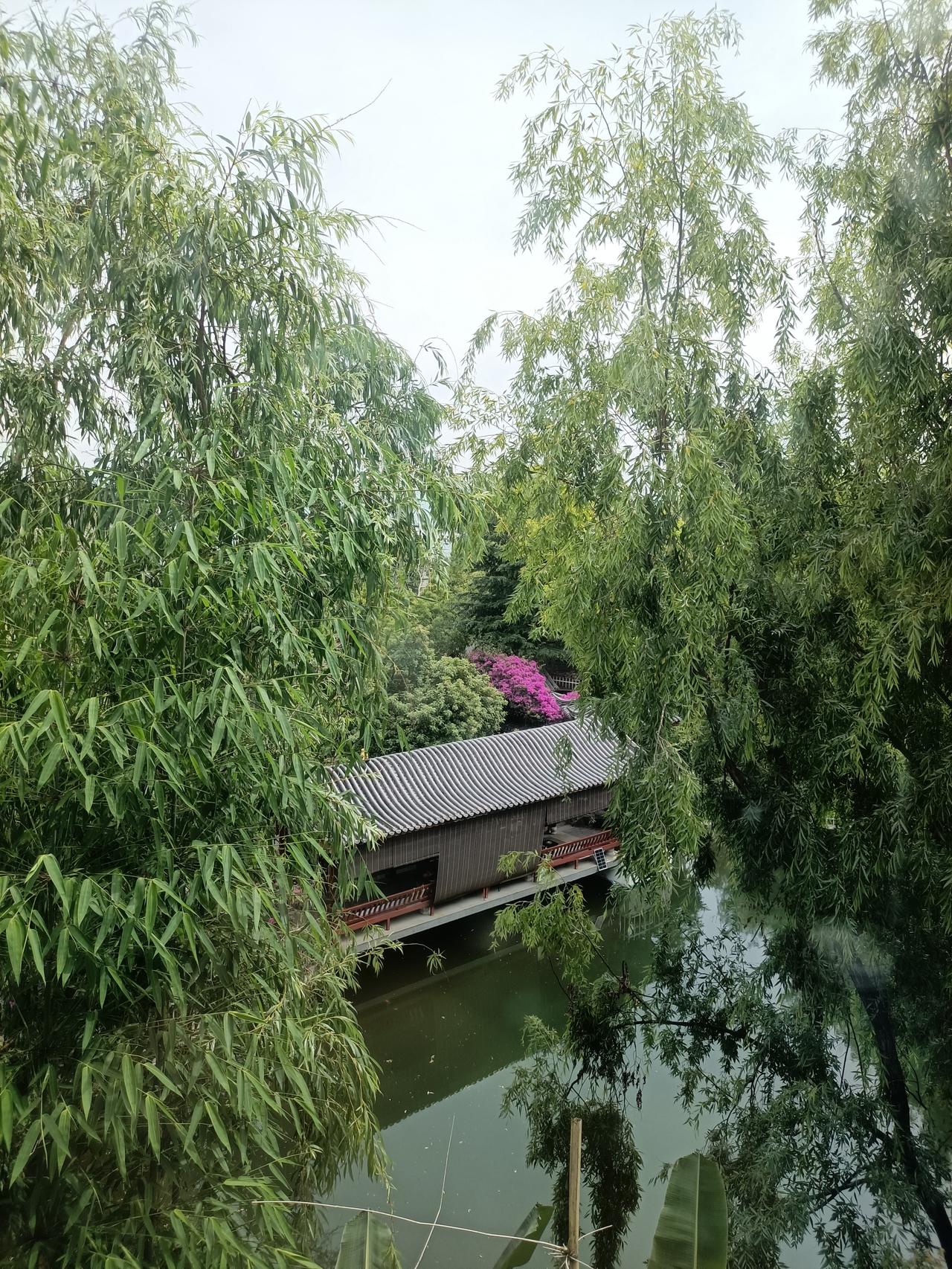 分享随手拍摄的树木和花草照片