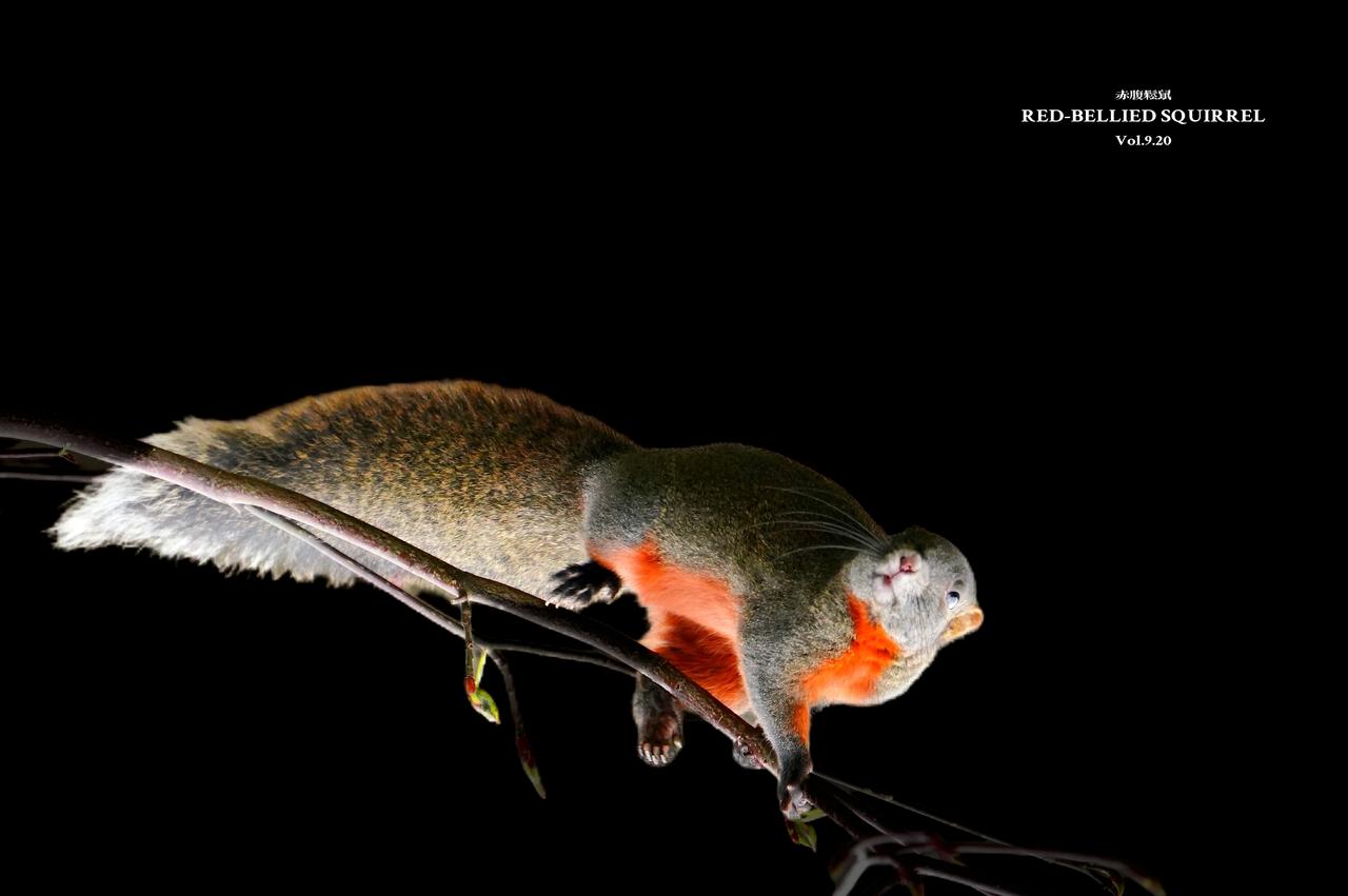 《枝上绯影，暗夜灵踪》