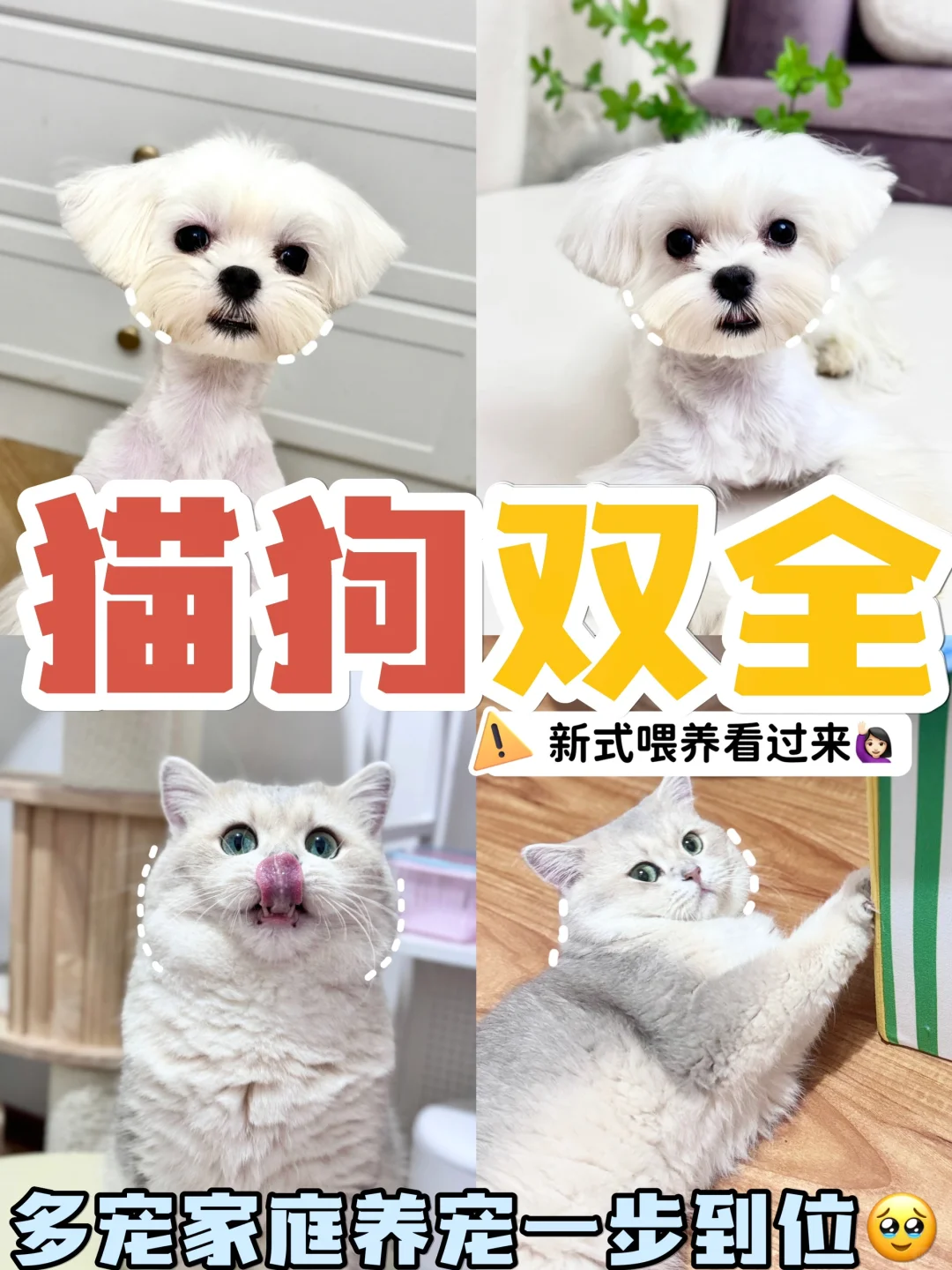 多宠家庭的换季囤货！湿粮到底值不值得买？