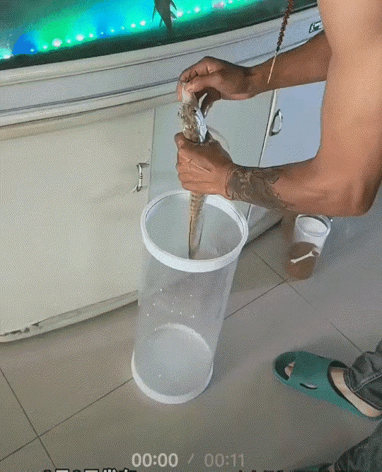 哭笑不得。男子家中悉心喂养的银龙鱼不幸离世了，男子正伤心欲绝的查看鱼还有没有动静