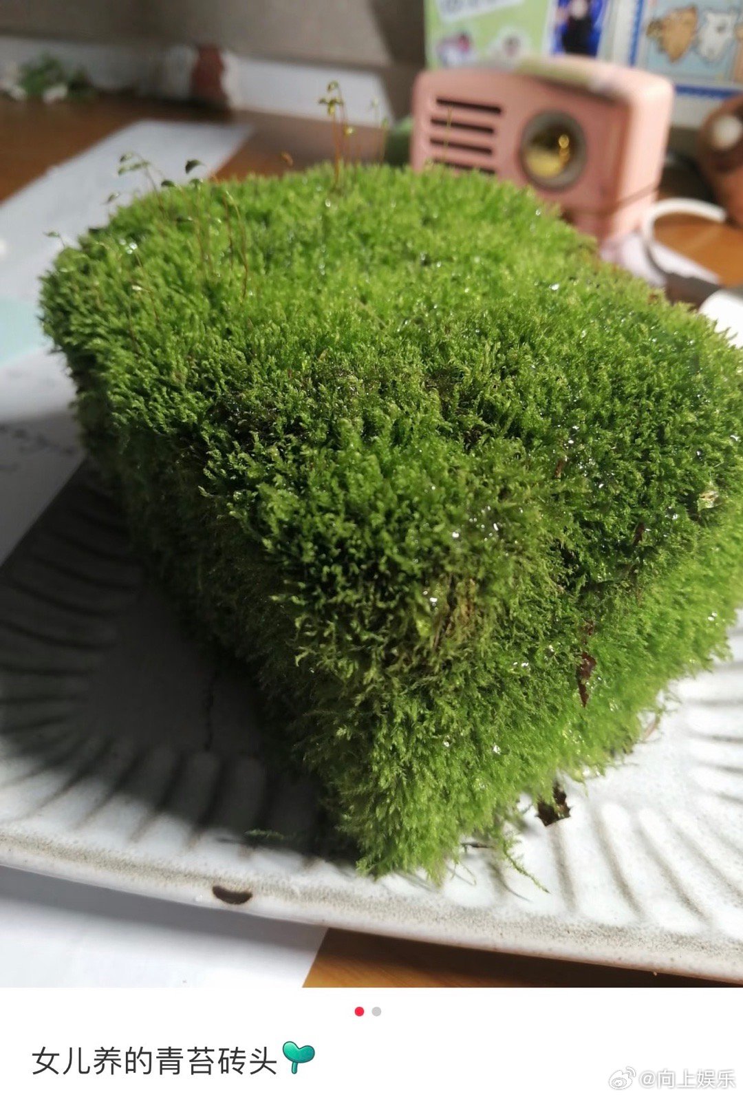 养砖是打工人最早的兴趣邪修 这是什么奇怪的兴趣，养砖！路边发现石头开始养起来了，