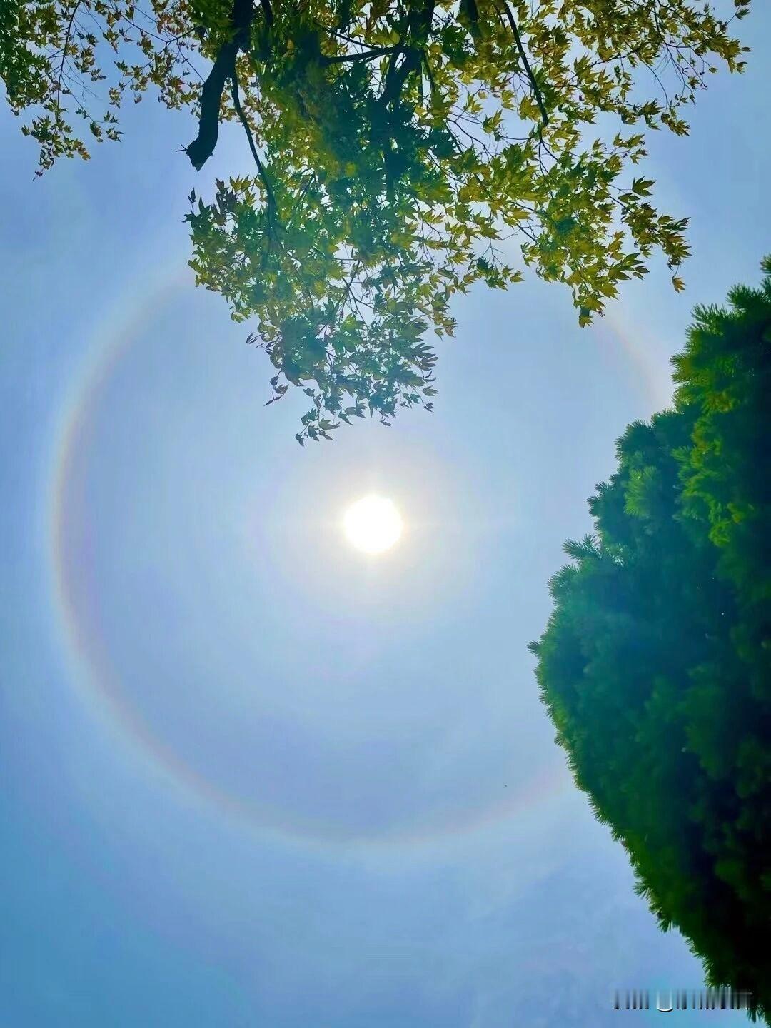 日北京上空出现日晕（圆虹），太阳环绕一圈内红外紫的光环，像天空给太阳戴上了“美瞳