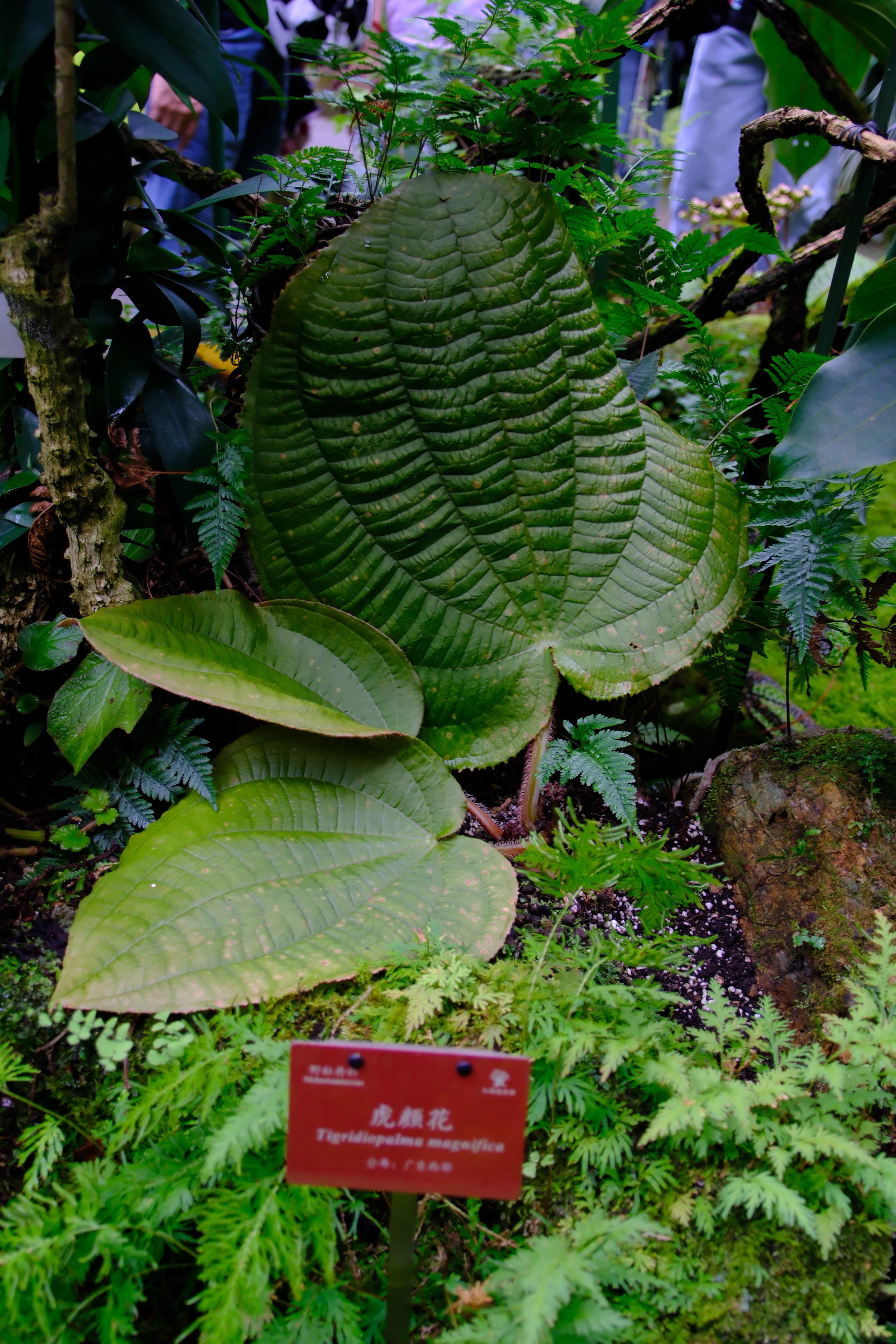 虎颜花 Tigridiopalma magnifica国家二级保护野生植物，外号