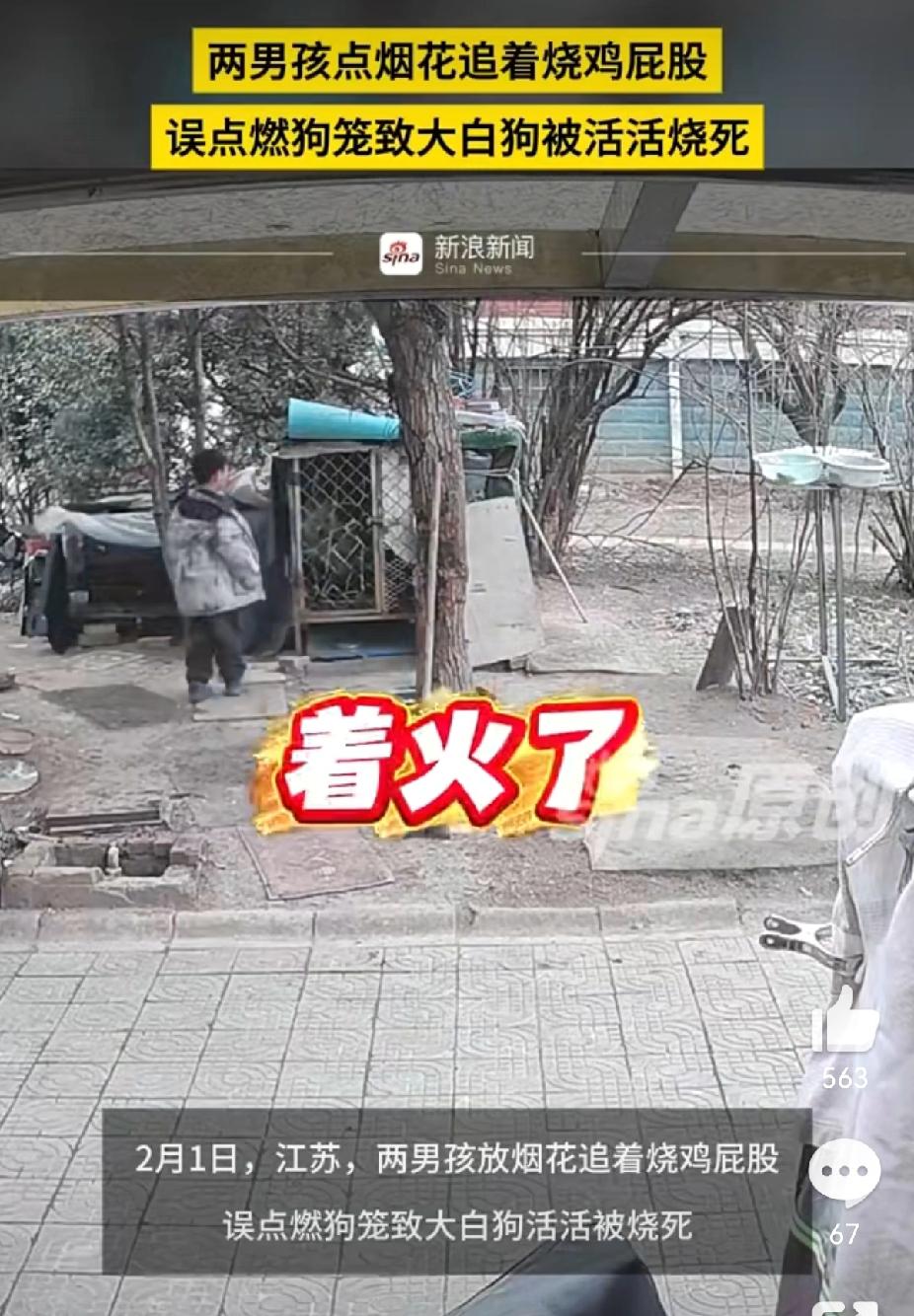 江苏连云港这事儿太让人气愤了！两个小男孩玩烟花，居然把点燃的烟花塞进萨摩耶的狗笼