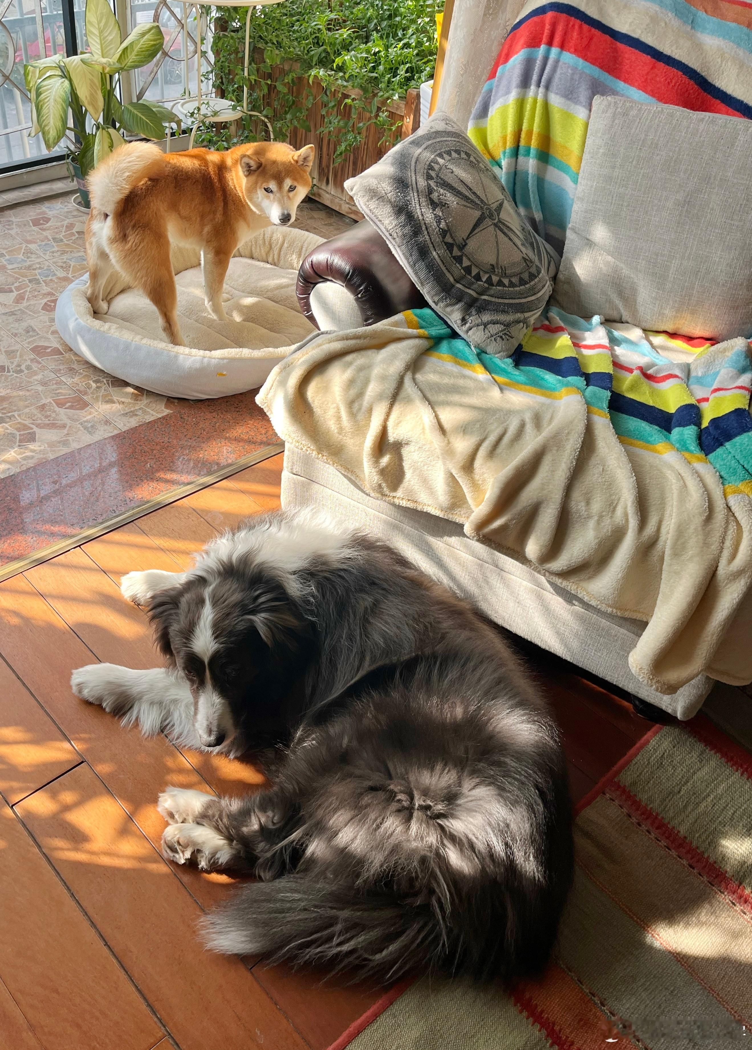 今天太暖和了，大灰终于舍得从沙发上下来了。 南京