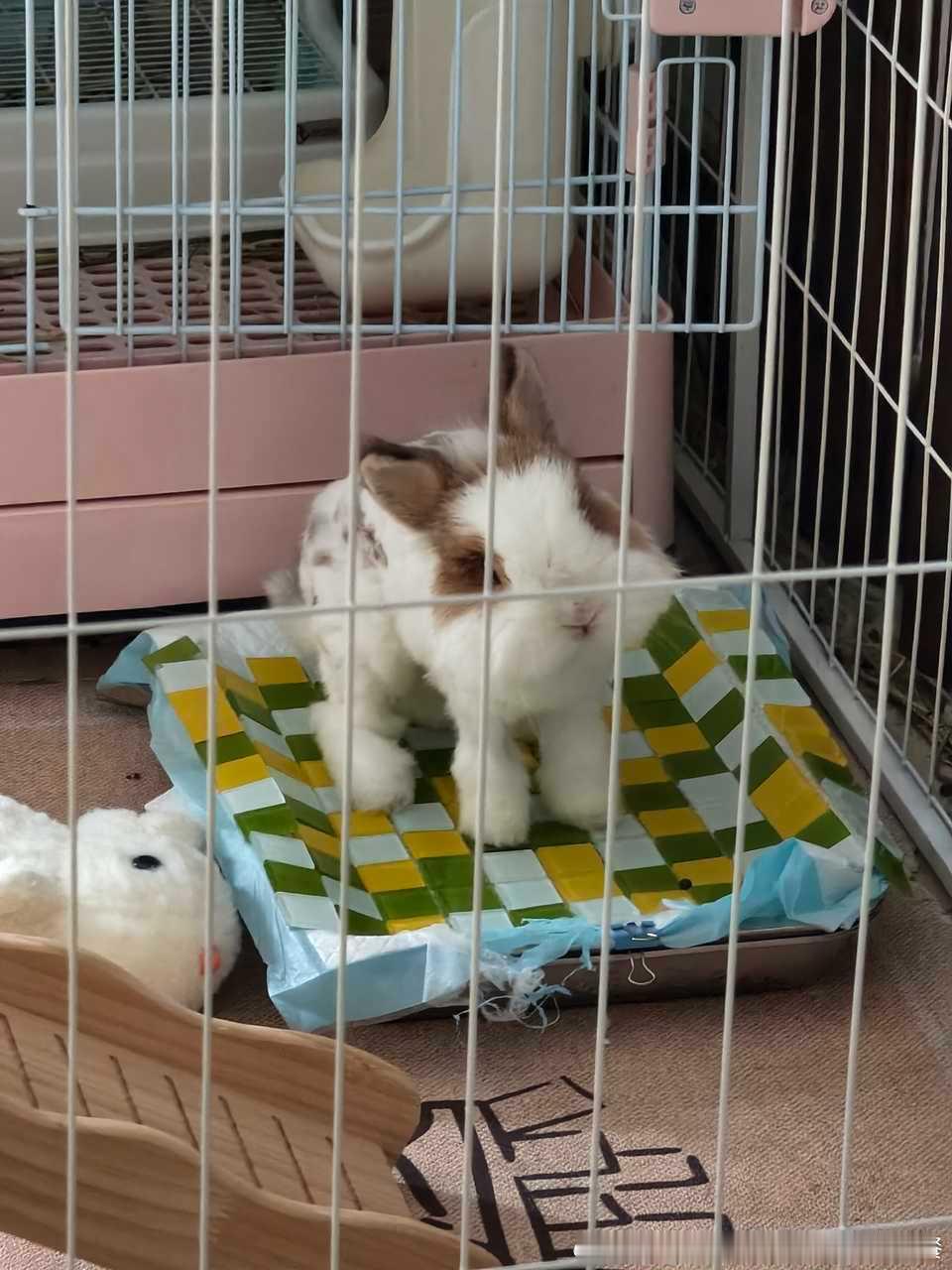 14254🐇【猪歪着头看人】抬头是要吃人了歪头呢 