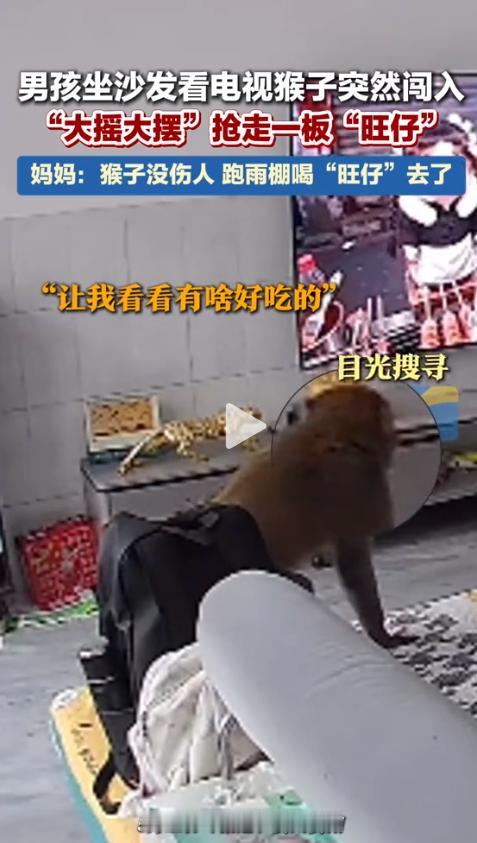 2026年5月12日，荔枝新闻爆出一则让人笑喷的稀罕事。贵州贵阳一户普通居民家里