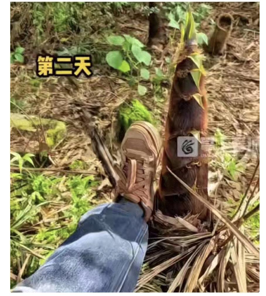 万万没有想到，福建，一女子发视频称，她的妈妈去竹林挖竹笋，期间妈妈因为太热，便将