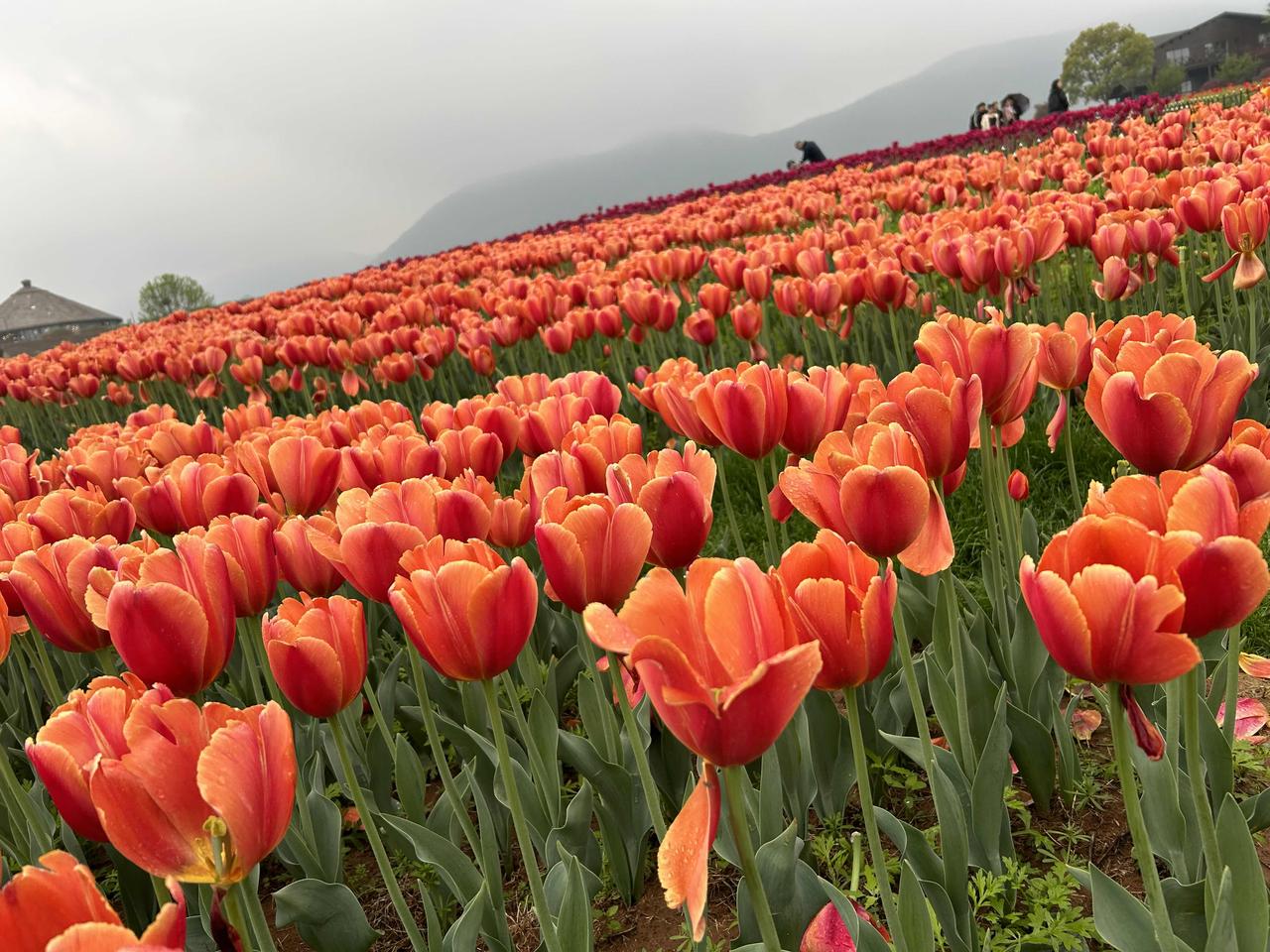 今天，我突发奇想去了植物园。

一进去，就被满坡的郁金香迷了眼。红的，黄的，粉的