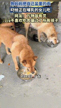 广东，一狗妈妈把自己盆里的肉，毫无犹豫叼给正在哺乳的女儿吃，然后安心得回来吃自己