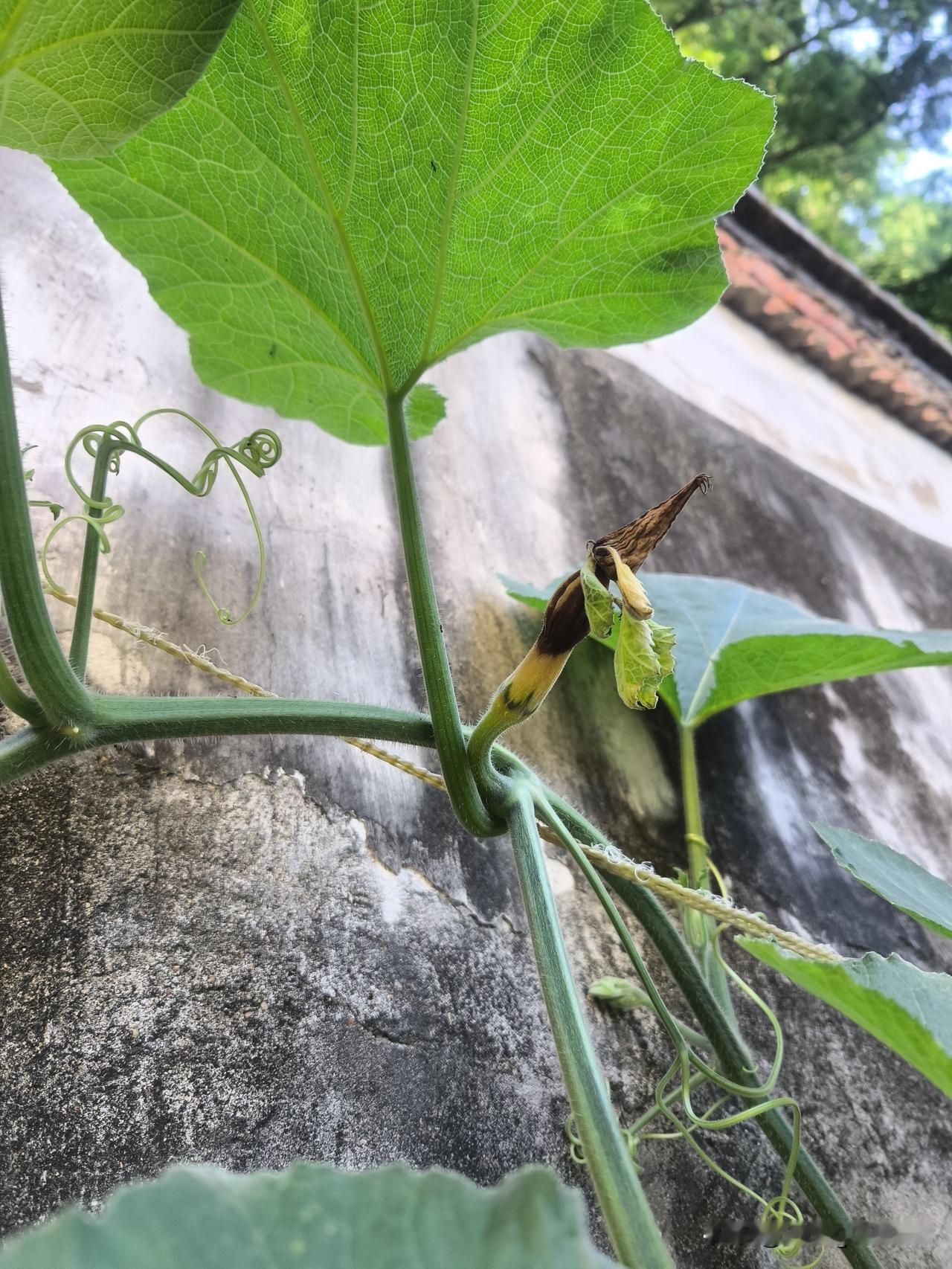 夭折的南瓜
    前些日子刚冒出来的小南瓜，本以为会日益茁壮，谁料昨日瞧着它小