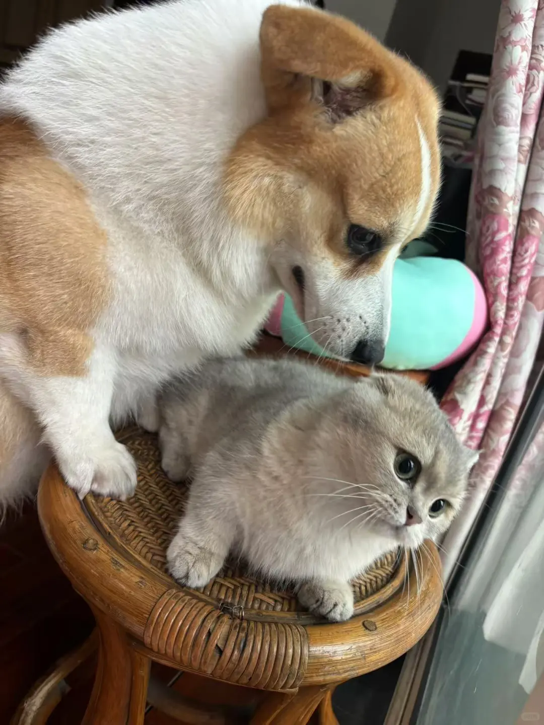 你就让我亲一口吧