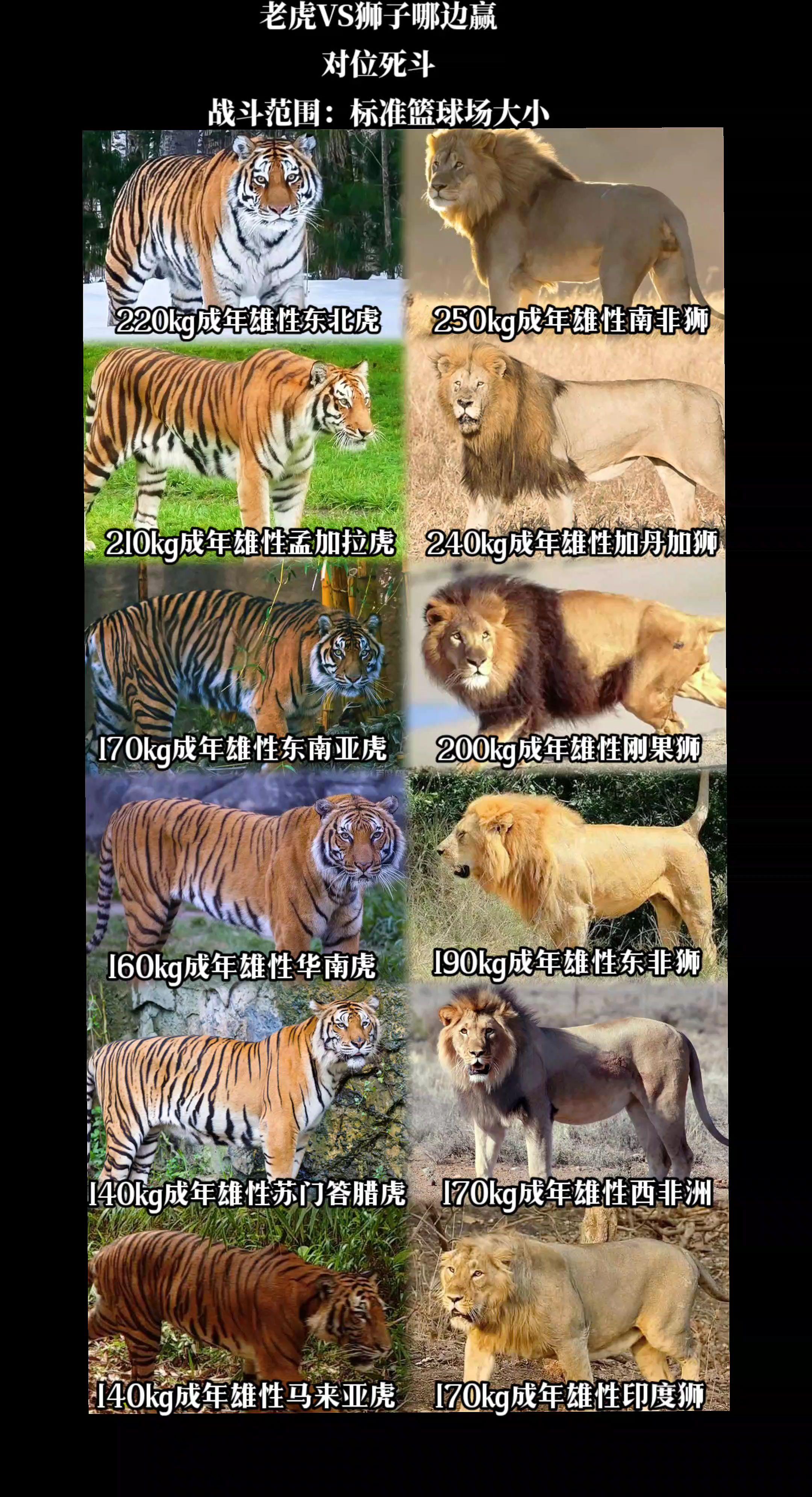 陆地猛兽：老虎VS狮子，谁更强
