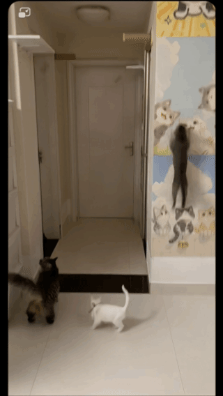 飞檐走壁的猫！