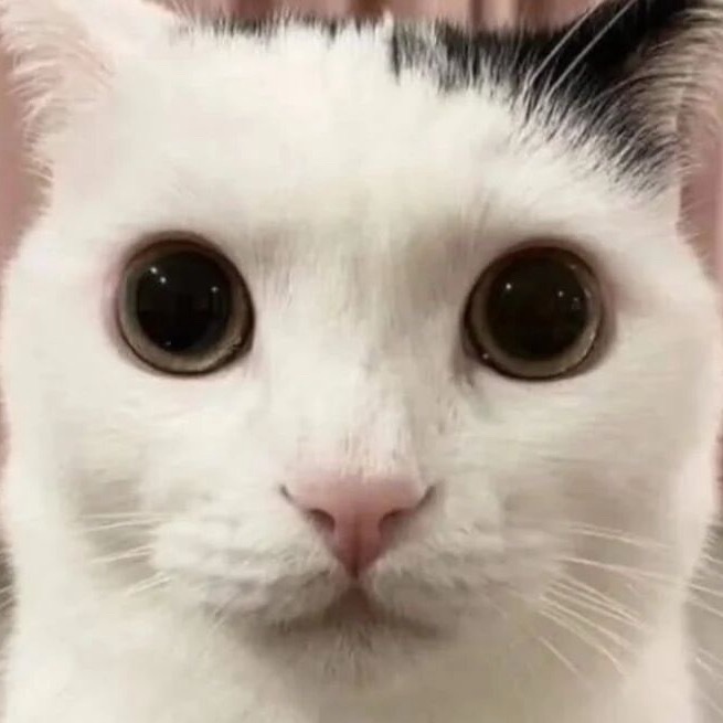 iamroosie丨司晓迪丨2026招桃花头像 