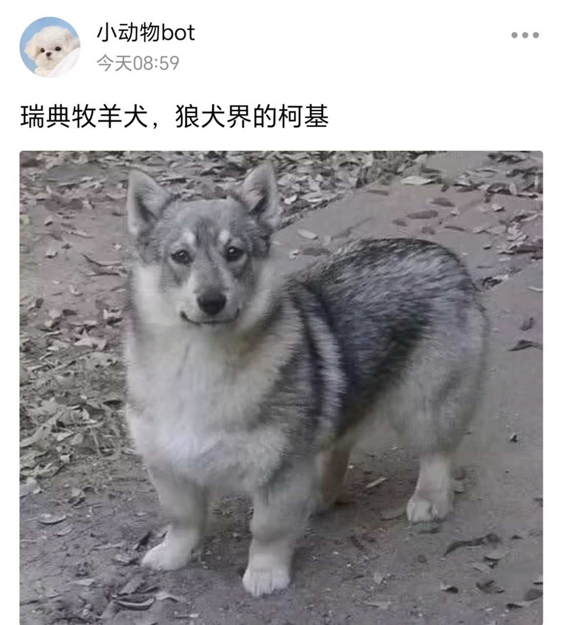 【1063号来信】子宝宝动物塑找到了 ​​​