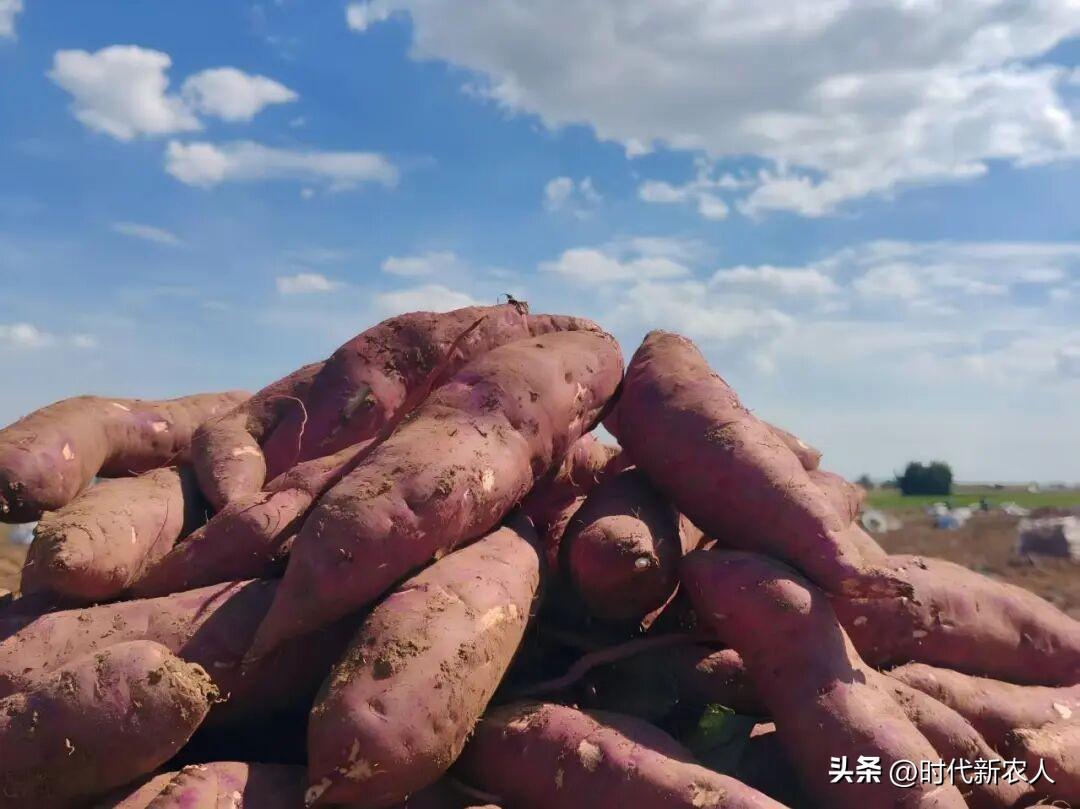 懂行的都知道，再往后长一段时间，甚至长到霜降，薯块个头更大，糖分积累更足。可架不