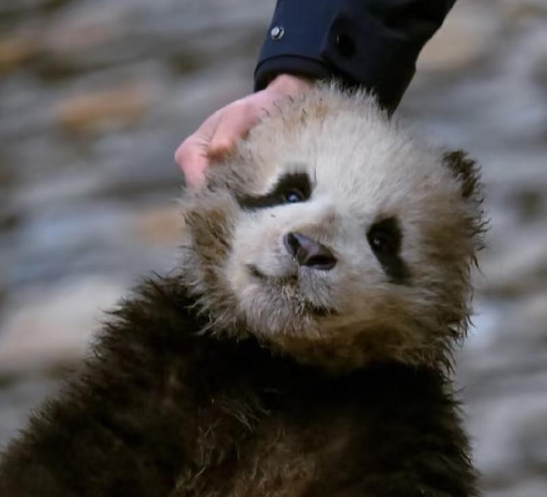 它好乖啊，就这么任由奶爸拎着皮大衣擦脸，一动也不动，甚至连手手也无处安放的感觉[