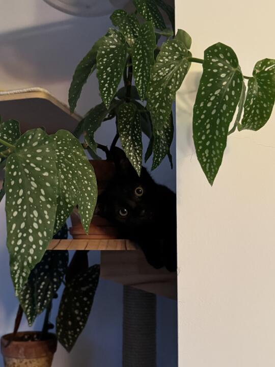 又一只小猫结束流浪啦～