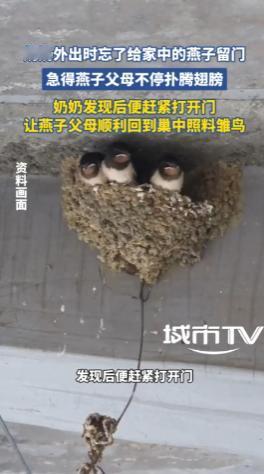 万物有灵！广东一户人家，奶奶出门办事，随手把门关上了。她不知道，门外有两只燕子快