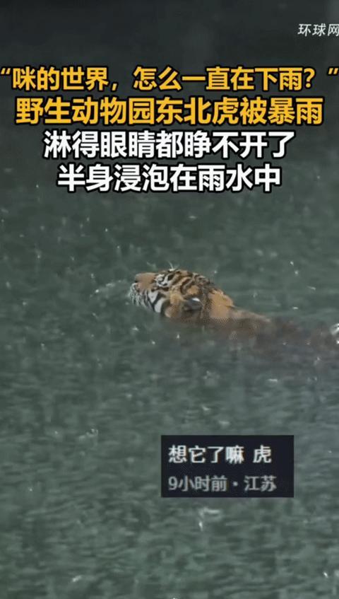 全网刷屏！台风暴雨困住东北虎，半身泡水睁不开眼，内心OS：咪的世界怎么一直在下雨