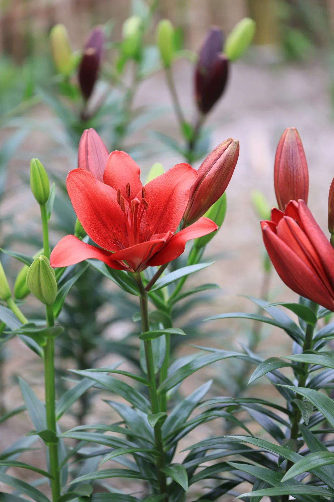百合花红山