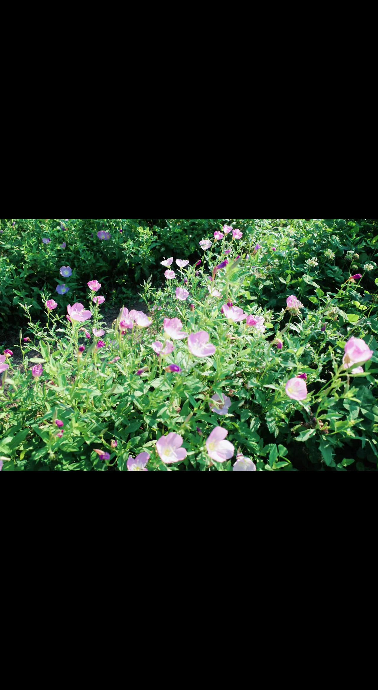 🌸草丛里藏着星星碎片✨粉白花瓣是春天的私语💬微小美好也能点亮日常呀～