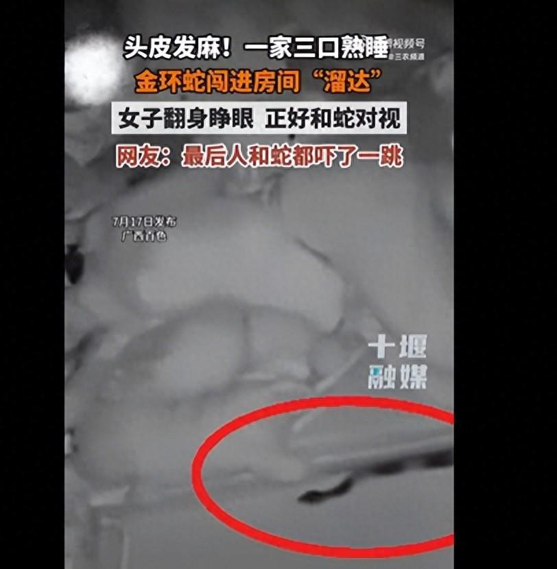 广西一家三口熟睡，剧毒金环蛇闯进房间到床边“溜达”，女子翻身睁眼，正好和蛇对视，