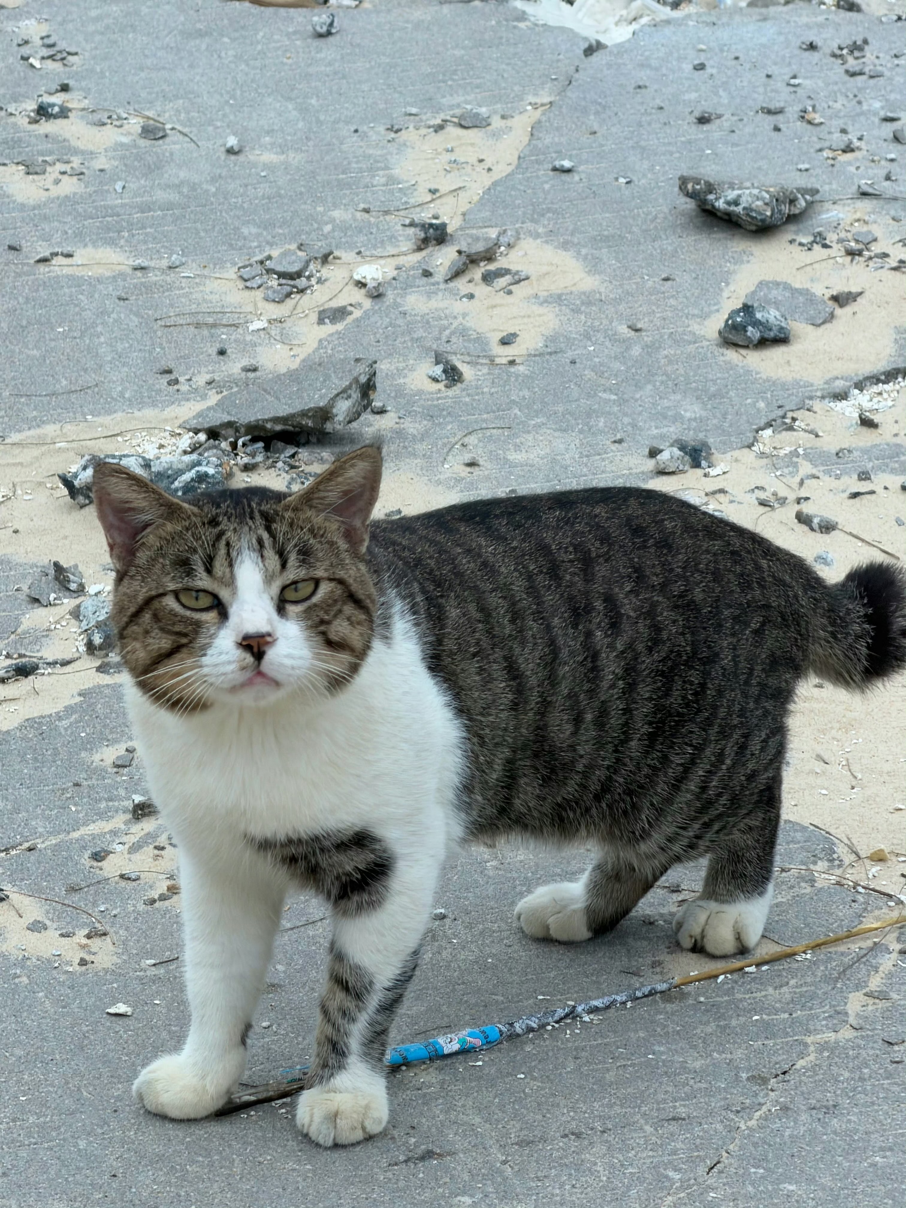 刘昊然的小岛故事是集结号！刚晒出友好岛民，评论区秒跟水陆空三军萌宠。这场萌力四射