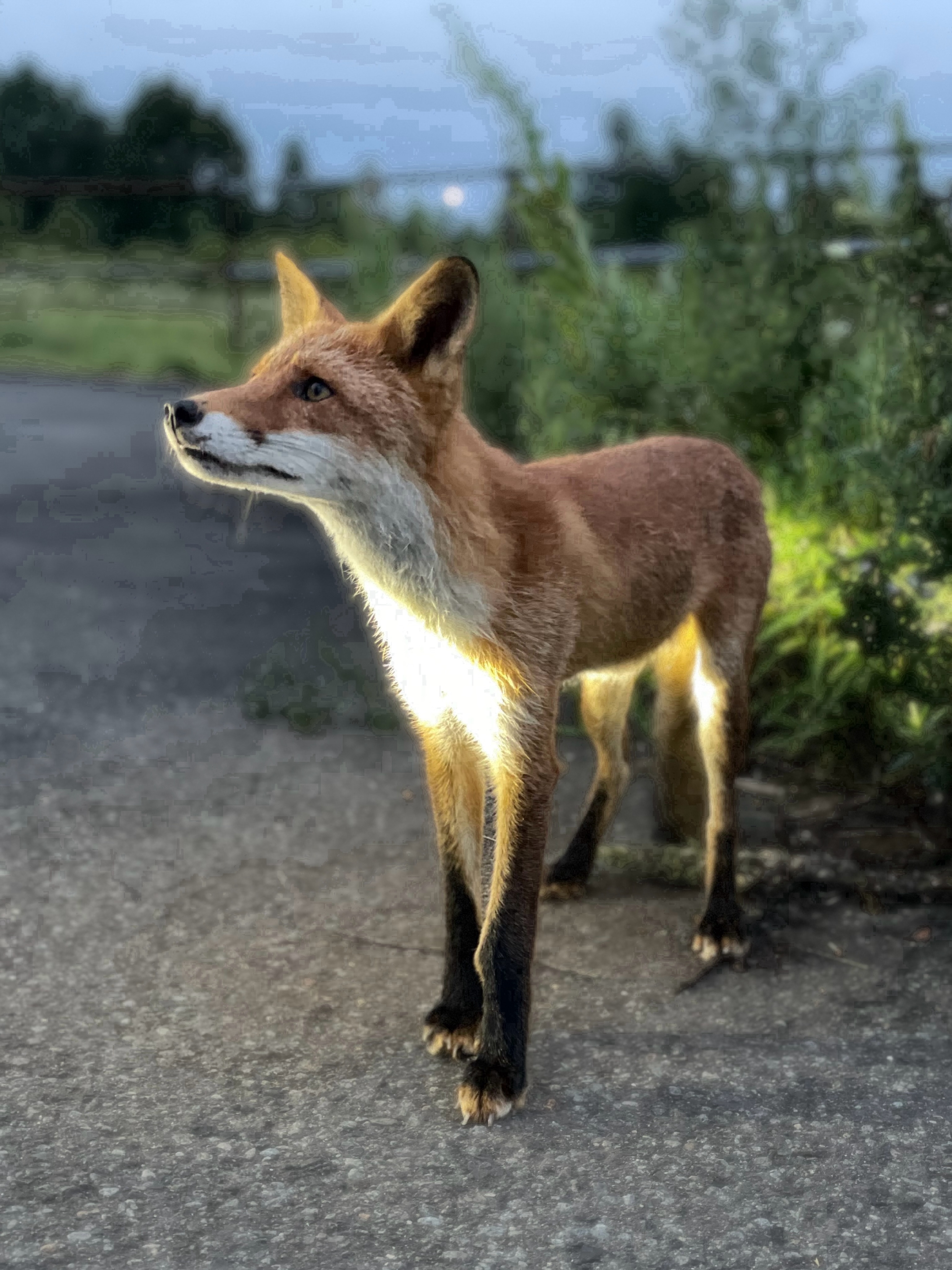 狐狸 感谢观看深夜食堂©️kitakitsune_love 