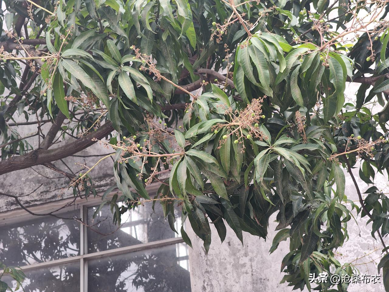 记录我的20263月20日，厂里的芒果树结出了小小的芒果，看到小芒果就是看到希望