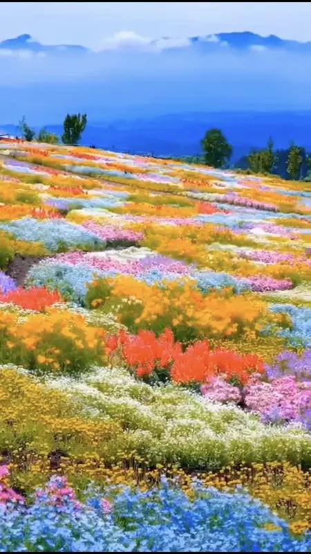 我新发布的内容被官方推荐啦！👍你也快来发布一条吧！带