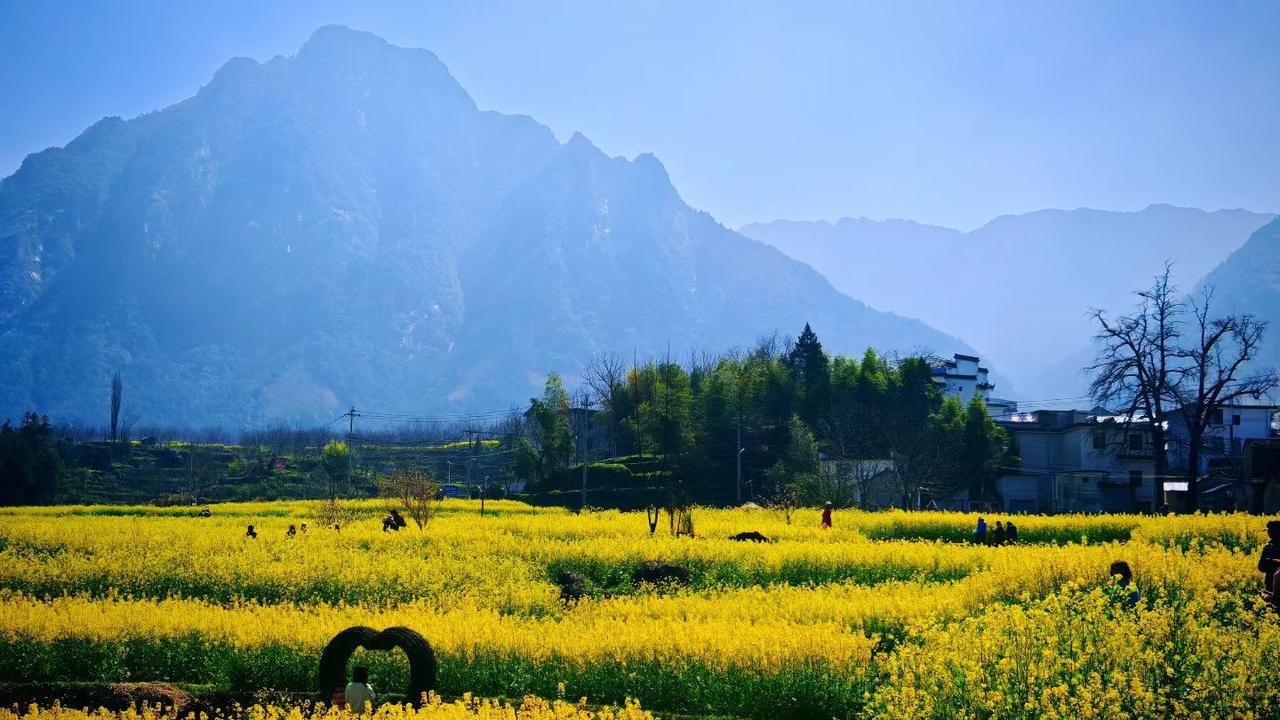 春日的阳光把山尖染成淡蓝，漫山遍野的油菜花铺成金色的海。风里裹着花香，远处的村落