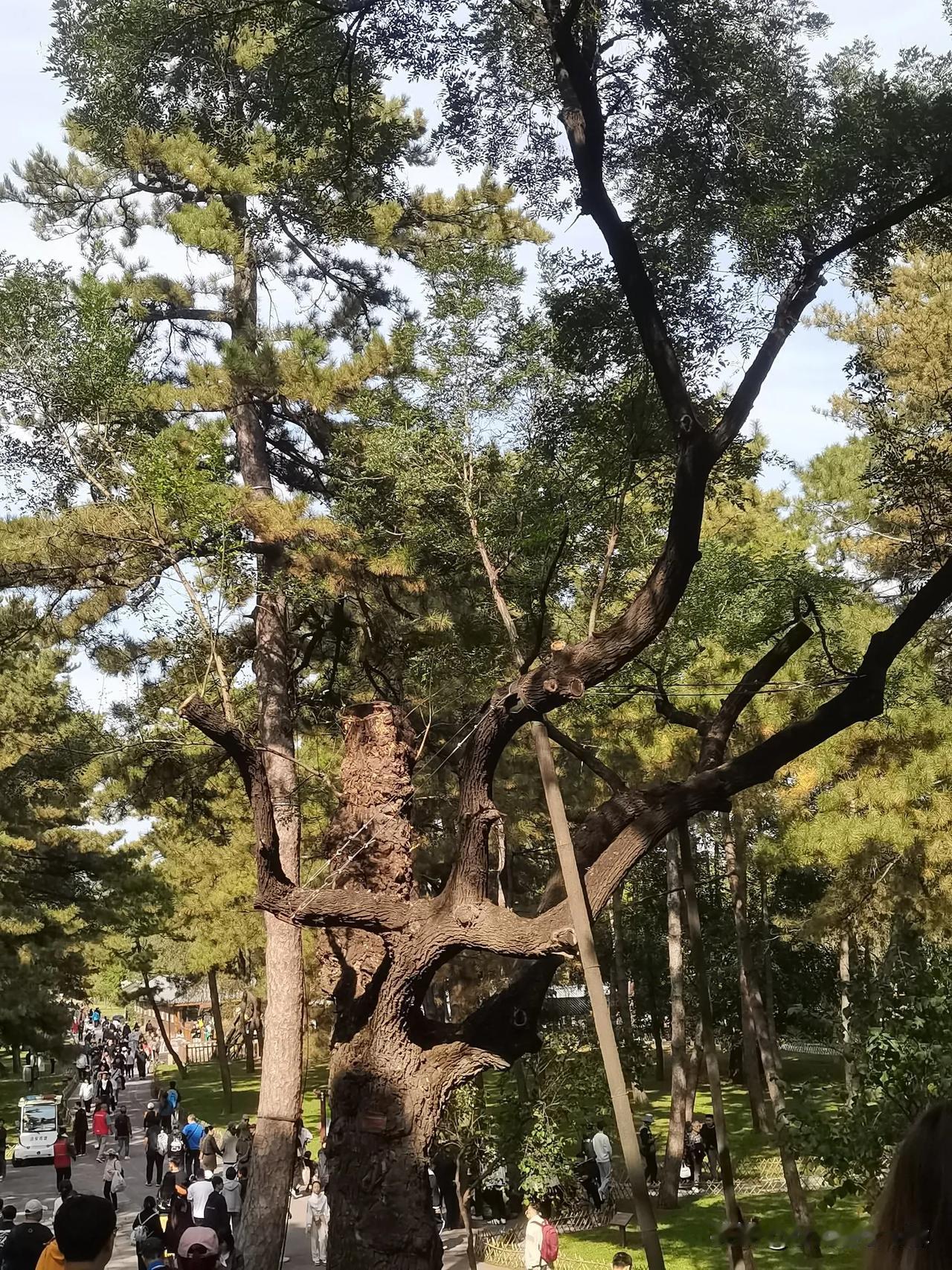 300多年的树，各有特点