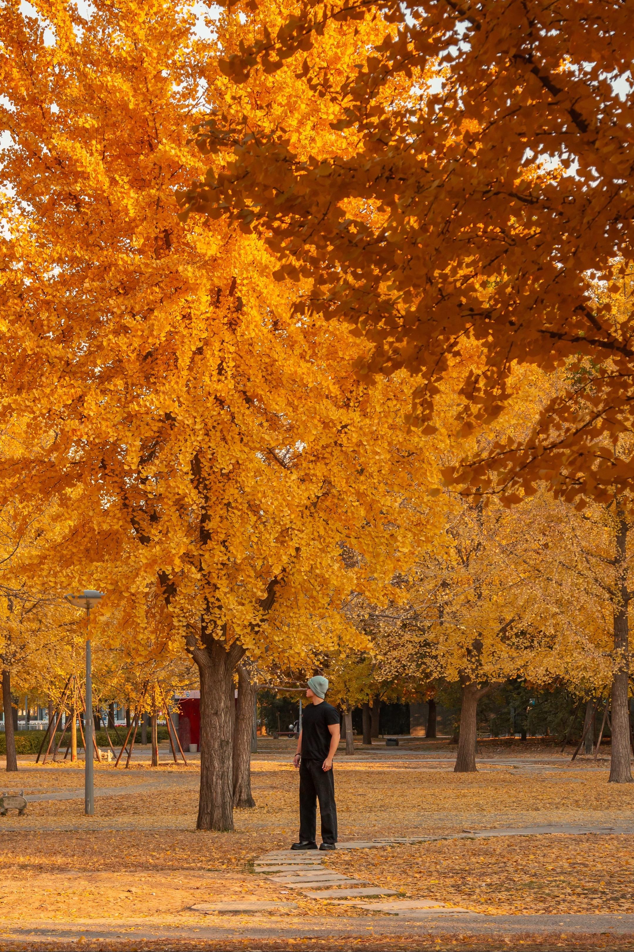 北京的秋天 是一场被风吹散的金色梦🍂。大家好！我是Henrix，一个...