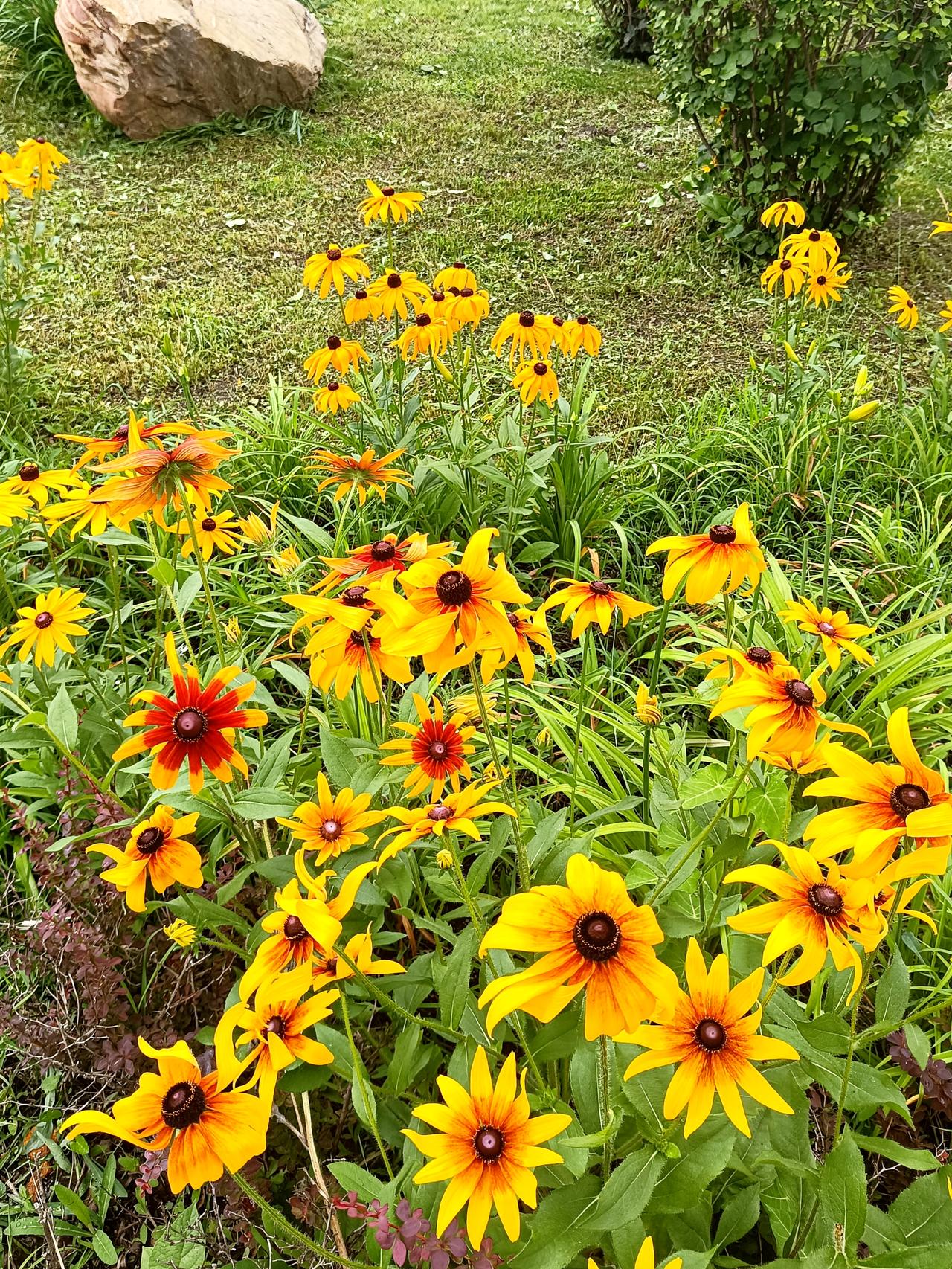 明黄花瓣环绕深褐色花芯，线条舒展利落，蓬勃肆意，这是黑心金光菊。
💡植物科普