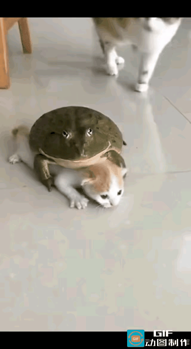 猫妈护崽名场面！牛蛙胆大包天惹错主
 
笑不活了！谁能想到牛蛙也敢“碰瓷”小奶猫