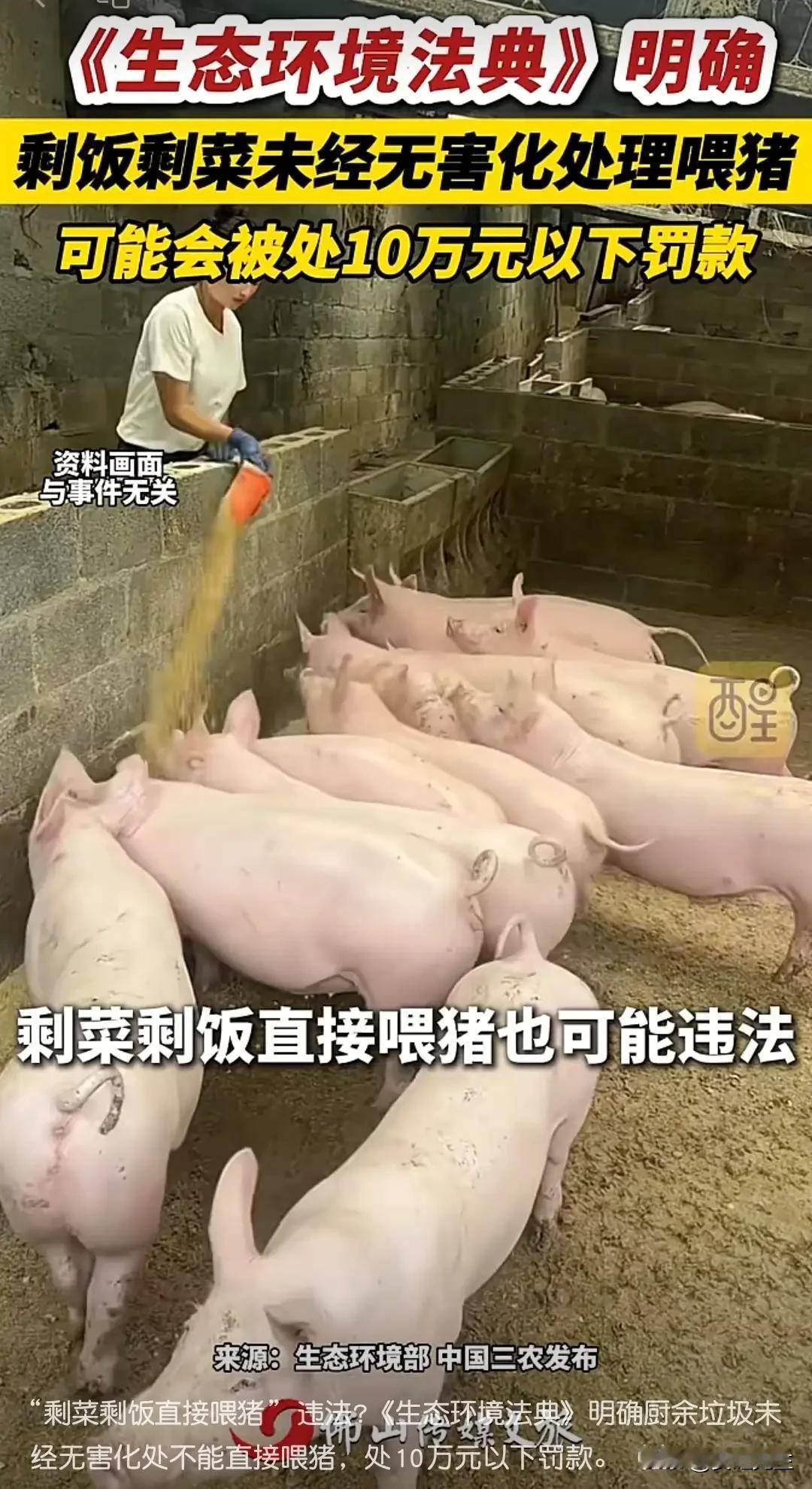 “泔水养猪”被写入禁令，猪，鸡鸭鹅，狗，鸽子散养户都凉凉了
8月15日《中华人民