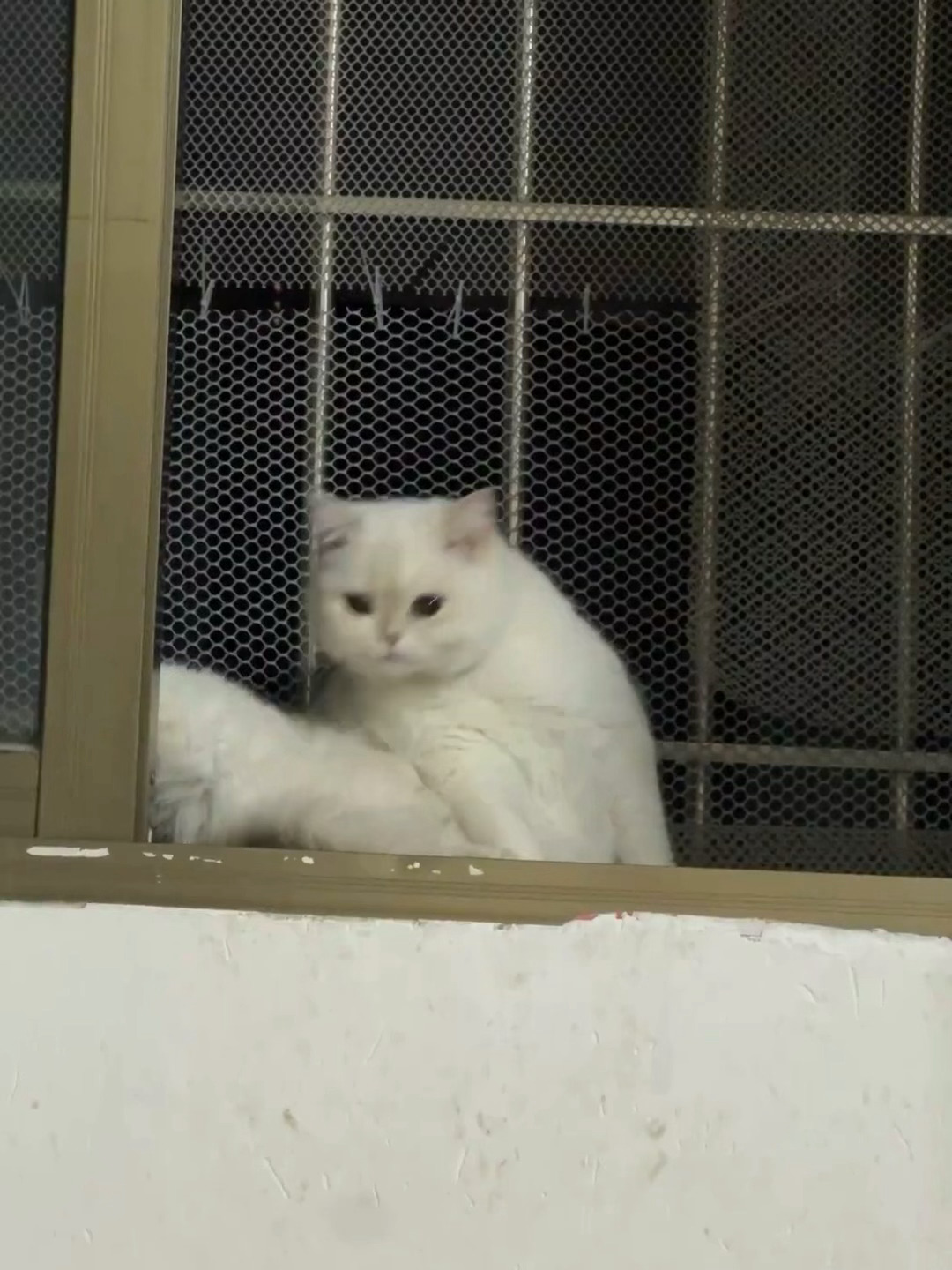 小猫在say hello！ ​​​