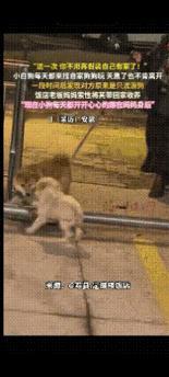 太有灵性了！安徽淮南，有一只小狗经常来葛女士家的饭店玩儿。她开始以为它和其它狗狗
