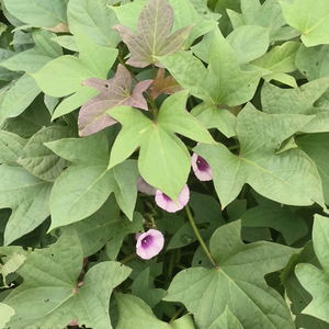 薯行天下香飘万家