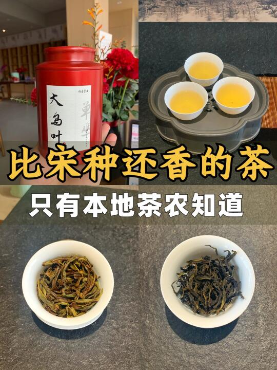比宋种单丛还香的茶，只有本地茶农知道