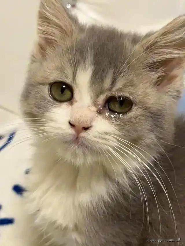 如果猫狗能给人类带来快乐，治愈人类情绪，给人类生活带来色彩和温暖，让人类感受到忠