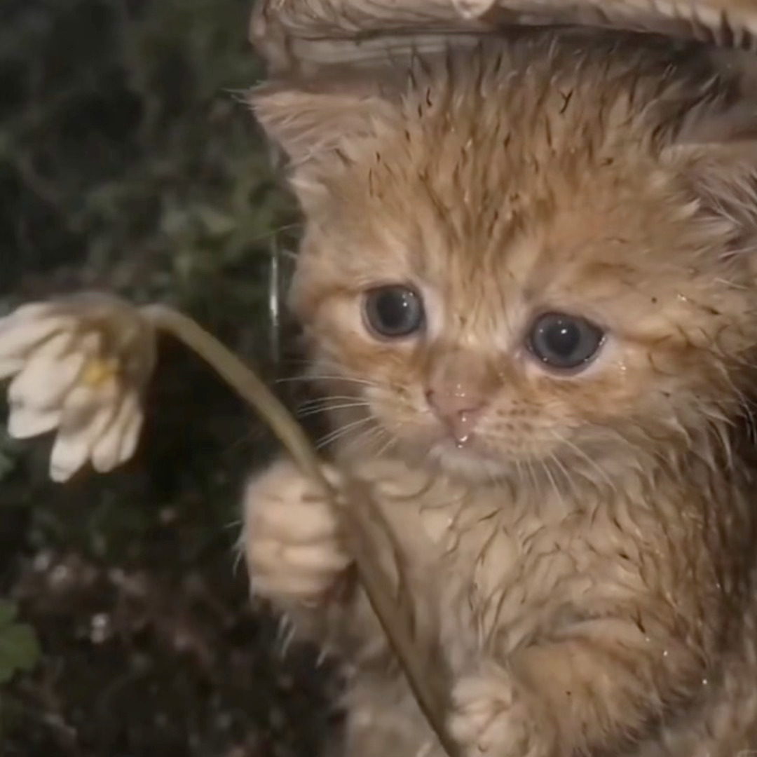 小猫世界一直在下雨，它只能自己撑着蘑菇伞