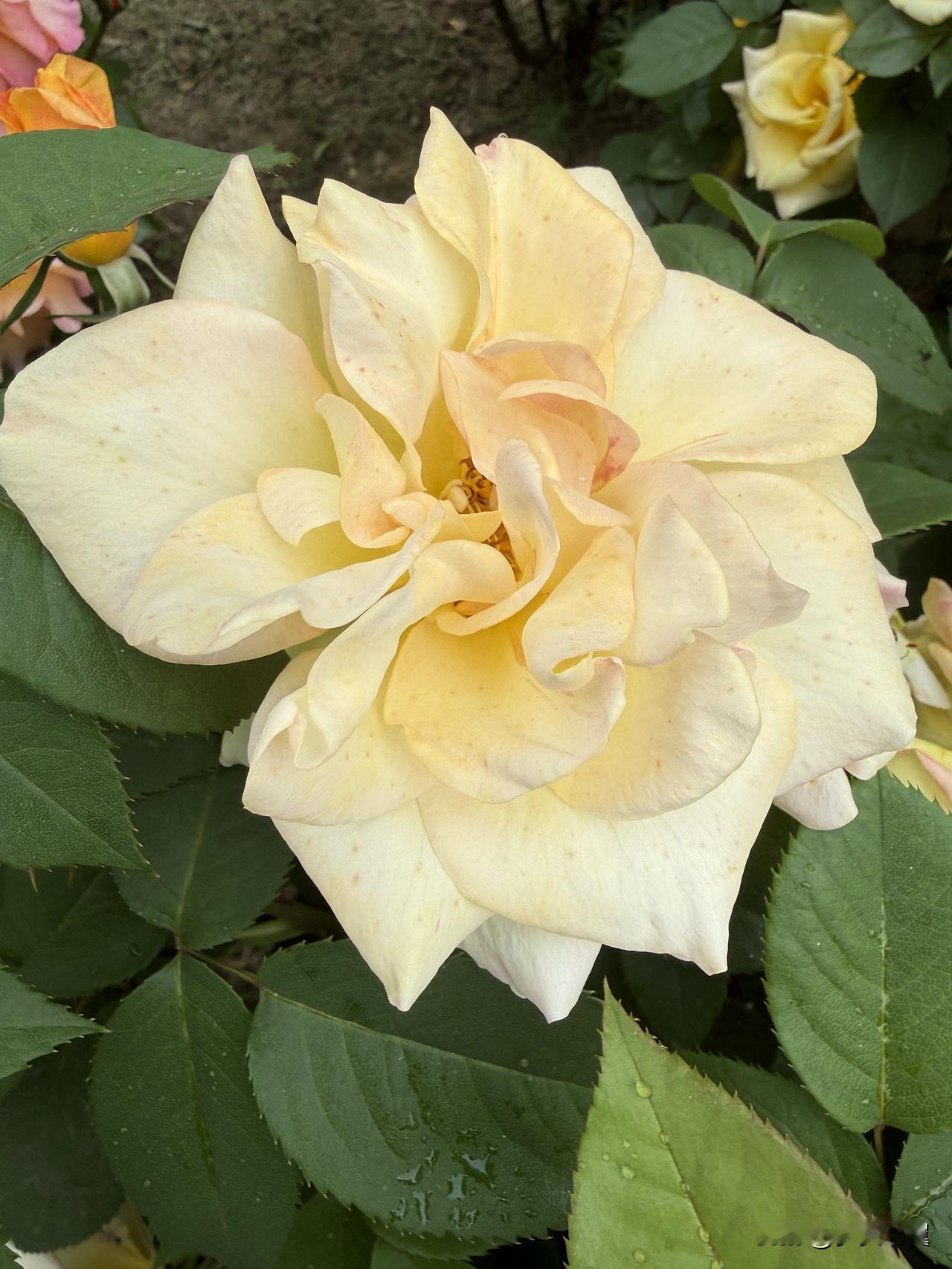 【小对联】
上：……？
下：全陪。