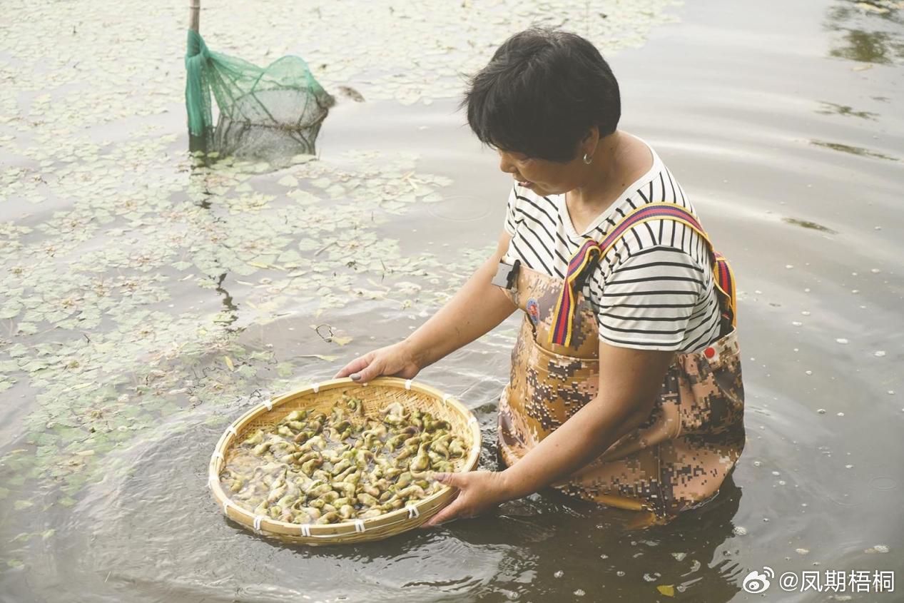宁波奉化菱塘藏着两代人的夏日回忆 盛夏时节，宁波奉化西坞街道东陈村八亩菱塘荷叶繁