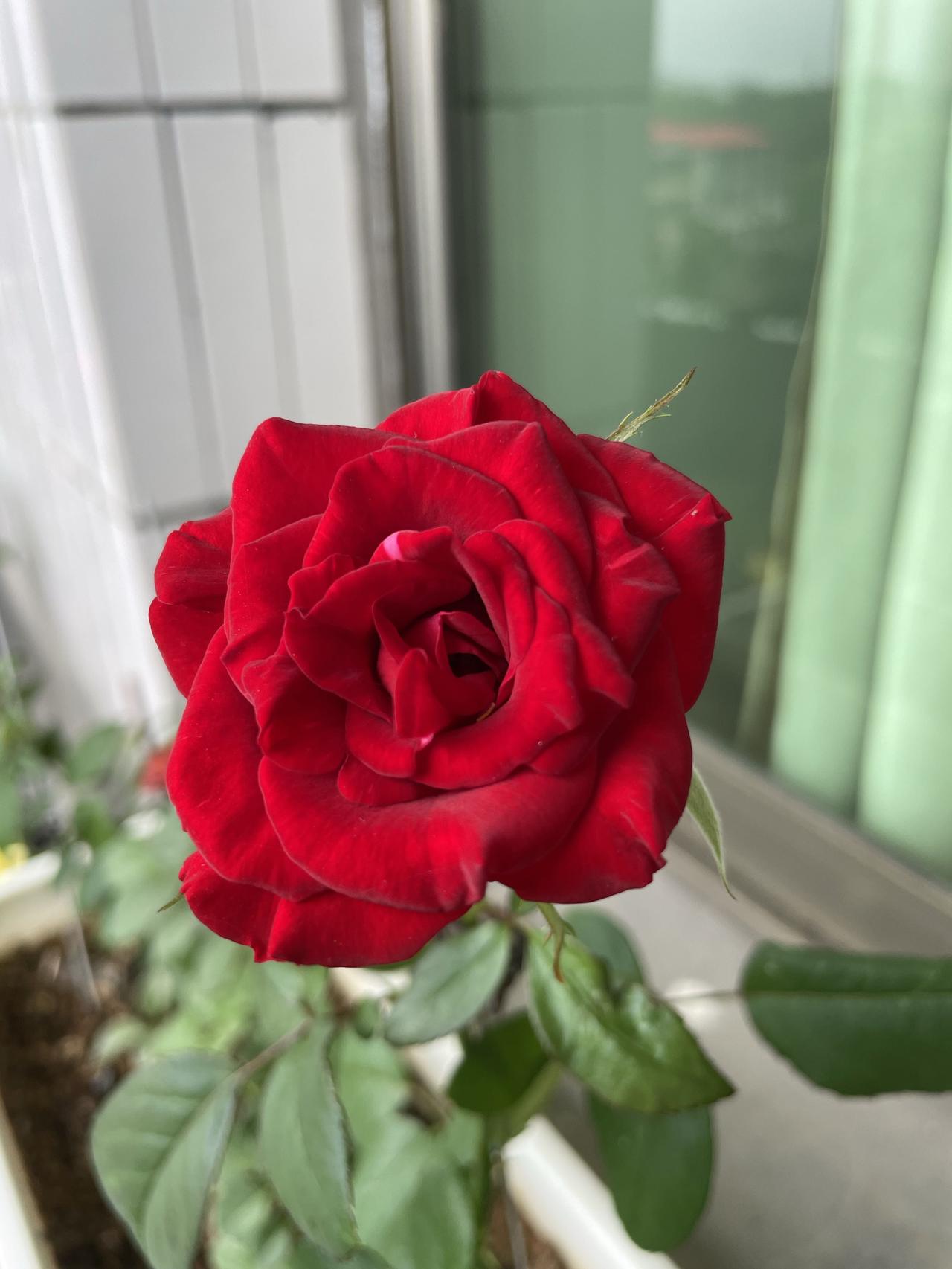 晒一张你拍的花玫瑰🌹