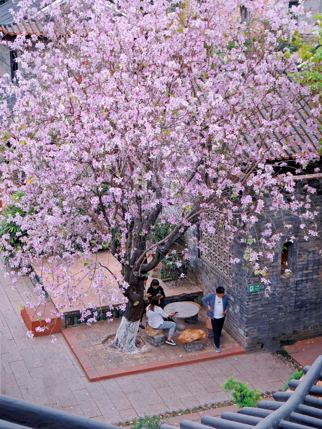 被东莞古典园林的花海给惊艳到了🌸